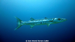 Great Barracuda, Tongue of the Ocean, Andros Island Bahamas by José Antonio Romero Guillot 